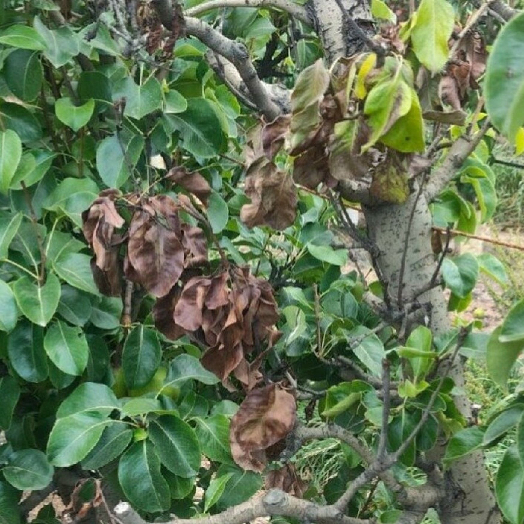 Detecten un focus de foc bacterià a Campllong